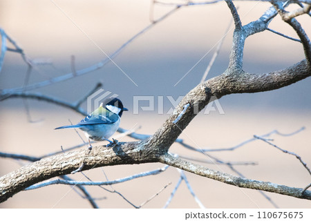 Tits fringing on branches Tits fringing on branches 110675675