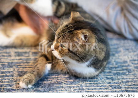 Sleeping cat Sleeping cat 110675676