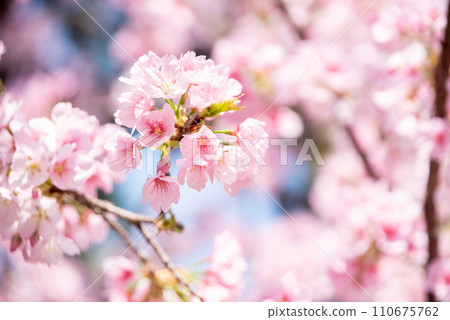 Cherry blossoms in full bloom 110675762