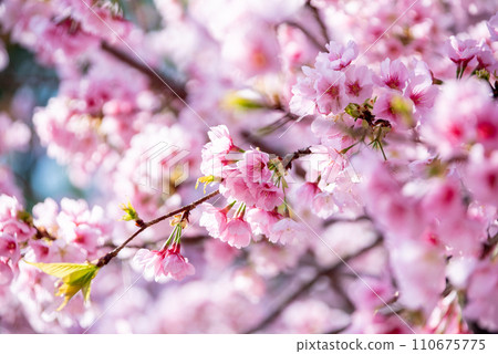 Kawazu cherry blossoms to announce the arrival of spring 110675775