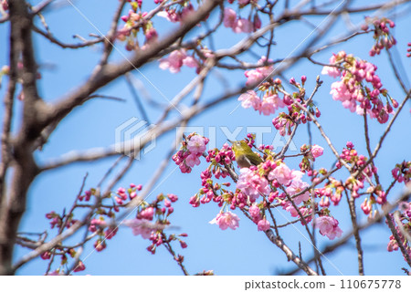 櫻花和mezzo 110675778