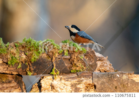 The popular parrot, a cute little bird that comes to parks and gardens The popular parrot, a cute little bird that comes to parks and gardens 110675811