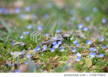 波斯Speedwell 110675883