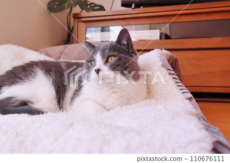Cute hachiware cat staring into the distance Cute hachiware cat staring into the distance 110676111