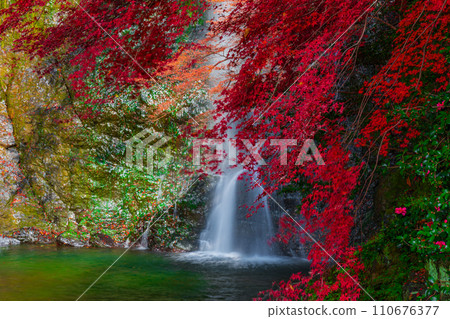 大阪府箕面市被秋葉包圍的箕面瀑布 110676377