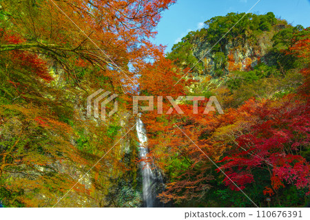 Minoh Falls surrounded by autumn leaves, Minoh City, Osaka Prefecture Minoh Falls surrounded by autumn leaves, Minoh City, Osaka Prefecture 110676391