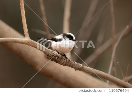 The popular Long-tailed Tit is a cute little white and pink bird that can be found in parks and gardens. The popular Long-tailed Tit is a cute little white and pink bird that can be found in parks and gardens. 110676494