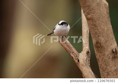 The popular Long-tailed Tit is a cute little white and pink bird that can be found in parks and gardens. The popular Long-tailed Tit is a cute little white and pink bird that can be found in parks and gardens. 110676501
