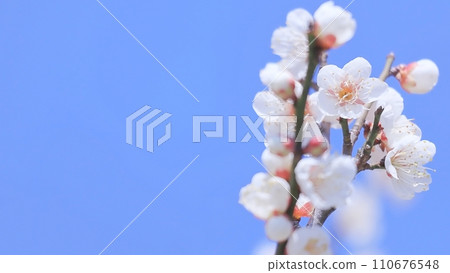 藍天盛開的梅花，充足的複製空間 110676548