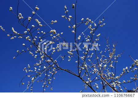 在藍天的白色李子 110676667