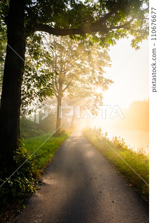 Sunlit Path Through the Misty Woods Sunlit Path Through the Misty Woods 110676677