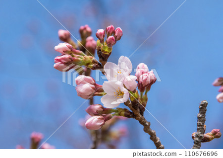 《Spring tradition》 Cherry blossoms blooming 110676696