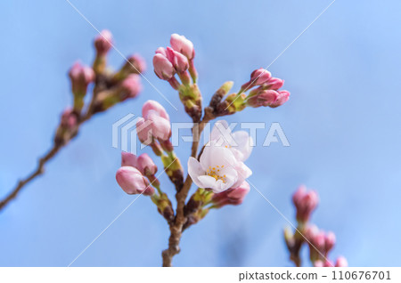 《春天的傳統》櫻花盛開 《春天的傳統》櫻花盛開 110676701