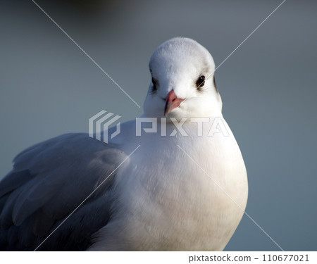 Yurikamome Miyakodori Yurikamome Miyakodori 110677021