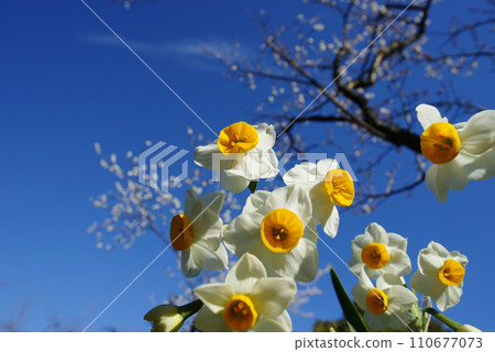 水仙花 水仙花 110677073