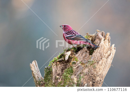 冬天在山上看到一隻美麗的小紅鳥 110677116