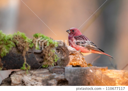 A beautiful little red bird seen in the mountains in winter 110677117