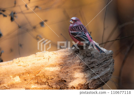 冬天在山上看到一隻美麗的小紅鳥 110677118