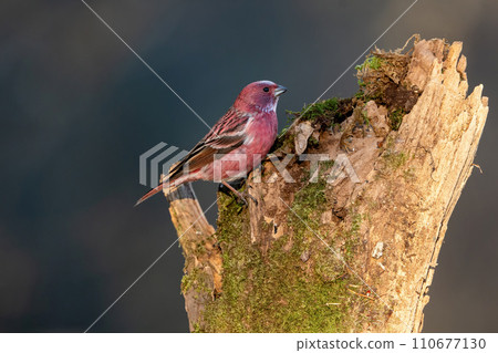 A beautiful little red bird seen in the mountains in winter 110677130