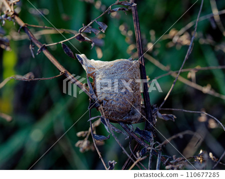 The egg sac of the Wolframaki 110677285