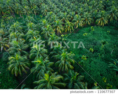 Aerial view of coconut trees farm Aerial view of coconut trees farm 110677307