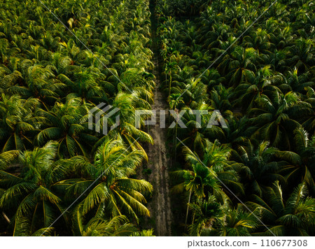 Aerial view of coconut trees farm 110677308