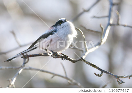 A popular long-tailed tit that can be found in gardens and parks, with a cute marshmallow-like white and pink color. A popular long-tailed tit that can be found in gardens and parks, with a cute marshmallow-like white and pink color. 110677427