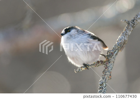 A popular long-tailed tit that can be found in gardens and parks, with a cute marshmallow-like white and pink color. A popular long-tailed tit that can be found in gardens and parks, with a cute marshmallow-like white and pink color. 110677430