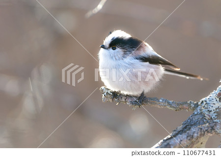 A popular long-tailed tit that can be found in gardens and parks, with a cute marshmallow-like white and pink color. 110677431