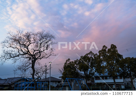 A sardine cloud that foreshadows the arrival of rain at a park in Nara City in the middle of winter.A sardine cloud dyes a madder red behind the trees along the road in the park. 110677715