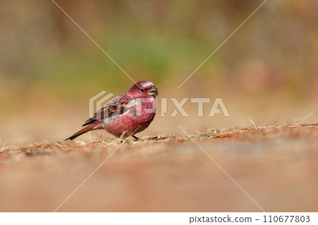 A very beautiful bird that can be seen in the mountains in the winter when the rose pink color is beautiful. A very beautiful bird that can be seen in the mountains in the winter when the rose pink color is beautiful. 110677803