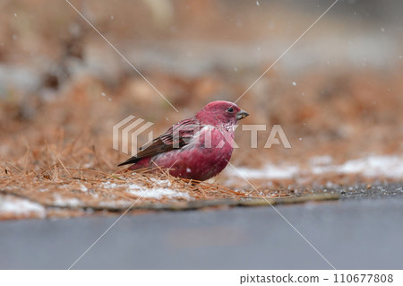 A very beautiful bird that can be seen in the mountains in the winter when the rose pink color is beautiful. 110677808