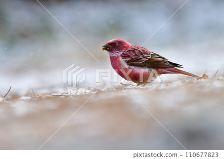 A very beautiful bird that can be seen in the mountains in the winter when the rose pink color is beautiful. A very beautiful bird that can be seen in the mountains in the winter when the rose pink color is beautiful. 110677823