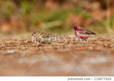 一種非常美麗的鳥，冬天在山上可以看到玫瑰粉紅色的美麗景色。 110677828
