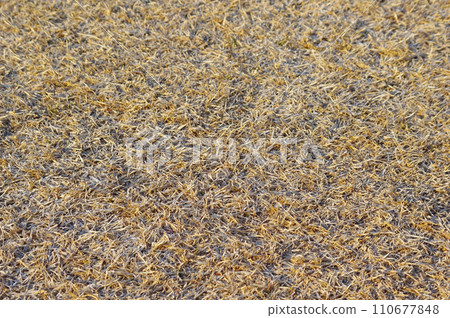 An expanse of winter lawn (Winter-dead lawn) An expanse of winter lawn (Winter-dead lawn) 110677848