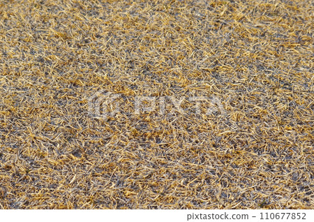 一大片冬季草坪（冬季死草坪） 110677852