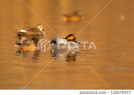 Reed duck, a very beautiful water bird that can be seen near ponds and parks in winter. 110679457