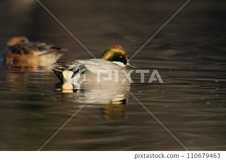 Reed duck, a very beautiful water bird that can be seen near ponds and parks in winter. Reed duck, a very beautiful water bird that can be seen near ponds and parks in winter. 110679463