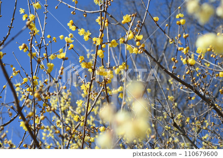Japanese winter sweets at Fuchu Kyodonomori Museum 110679600