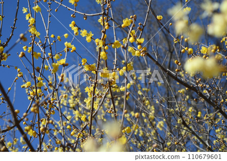 Japanese winter sweets at Fuchu Kyodonomori Museum 110679601
