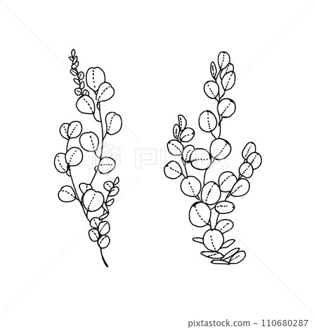 Eucalyptus_handwritten illustration parts Eucalyptus_handwritten illustration parts 110680287