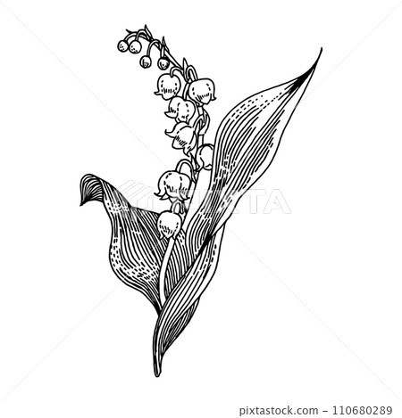 鈴蘭_手繪插畫零件 鈴蘭_手繪插畫零件 110680289