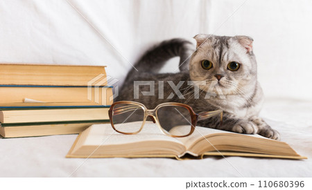 Gray cat lying near stack of books and glasses of owner 110680396