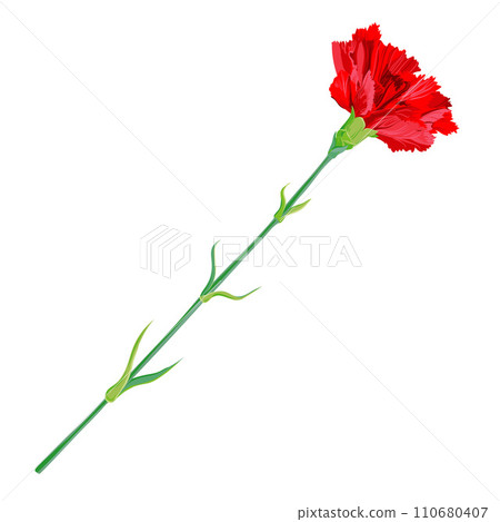 Red carnation a white background 110680407