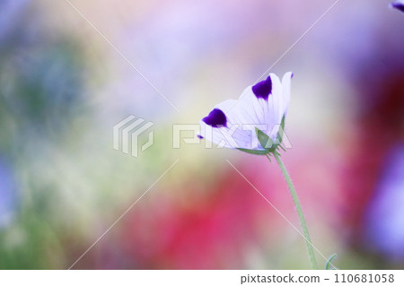 美麗的Nemophila花 110681058
