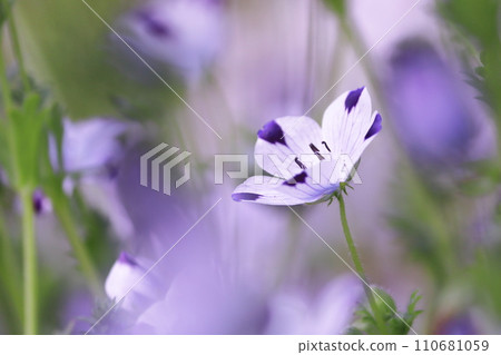 Beautiful Nemophila Flower 110681059