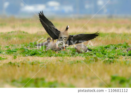 雁金鳥,一種美麗但瀕臨滅絕的水鳥,冬季在日本北部可見 雁金鳥,一種美麗但瀕臨滅絕的水鳥,冬季在日本北部可見 110681112