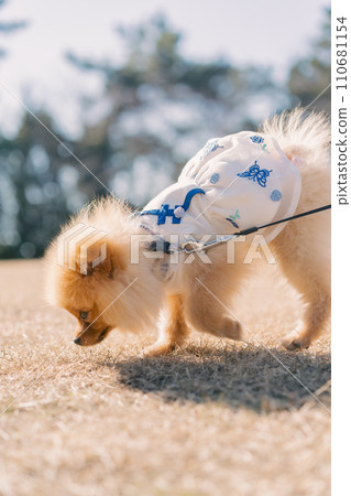 Pomeranian walk 2 110681154