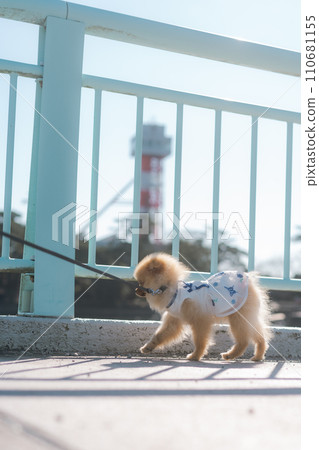 Pomeranian walk 3 110681155