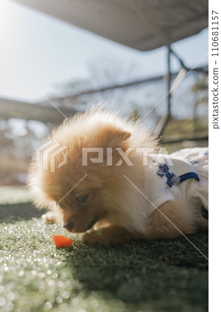 first tomato 110681157